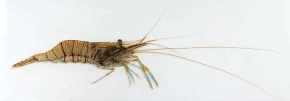 Image of Rockpool shrimp