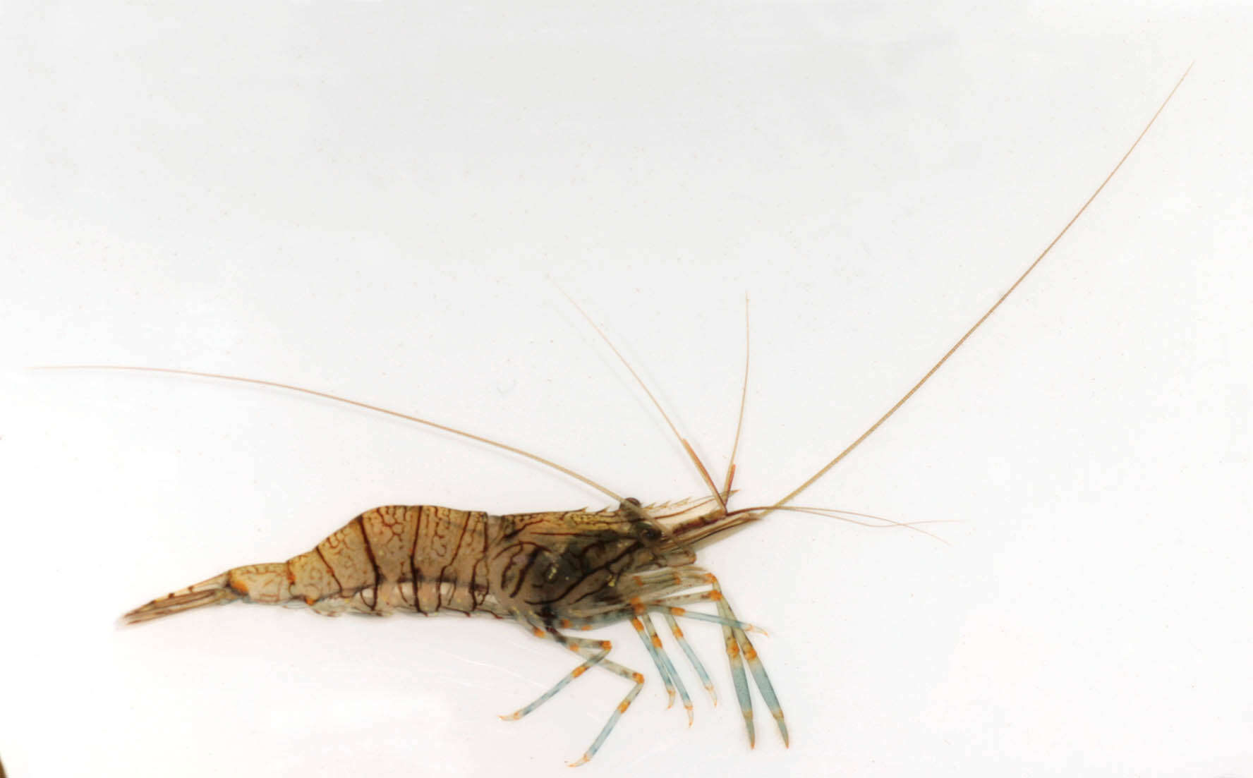 Image of Rockpool shrimp