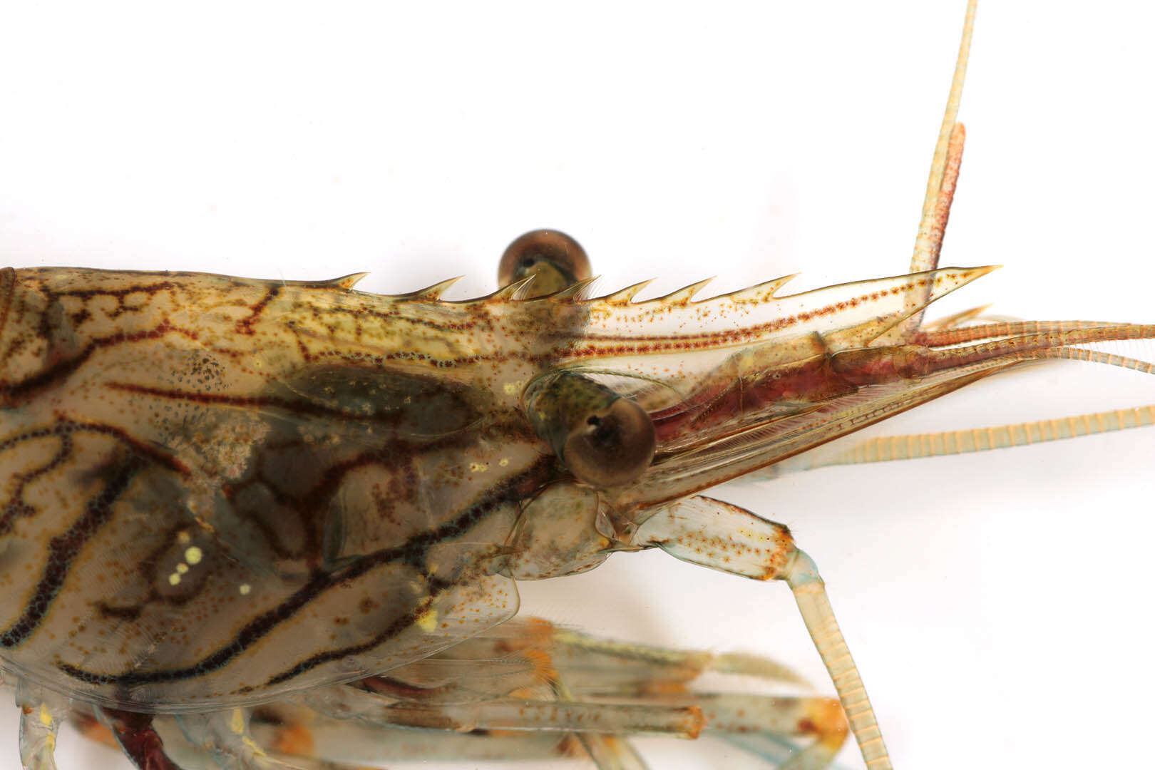 Image of Rockpool shrimp