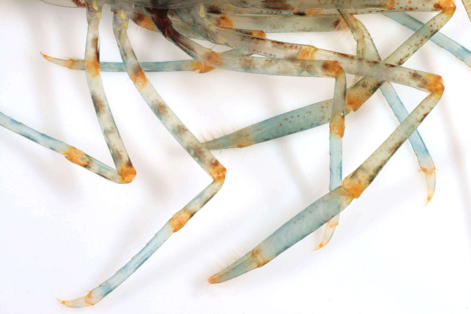 Image of Rockpool shrimp