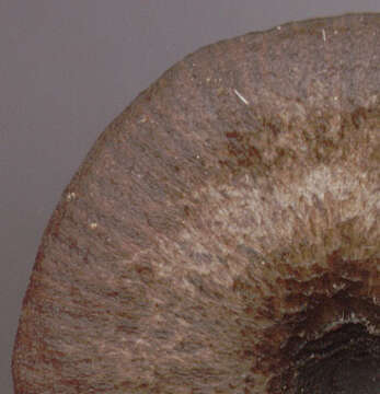 Image of Entoloma chalybeum (Pers.) Noordel. 1982