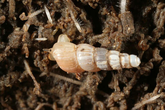 Image of Looping snail