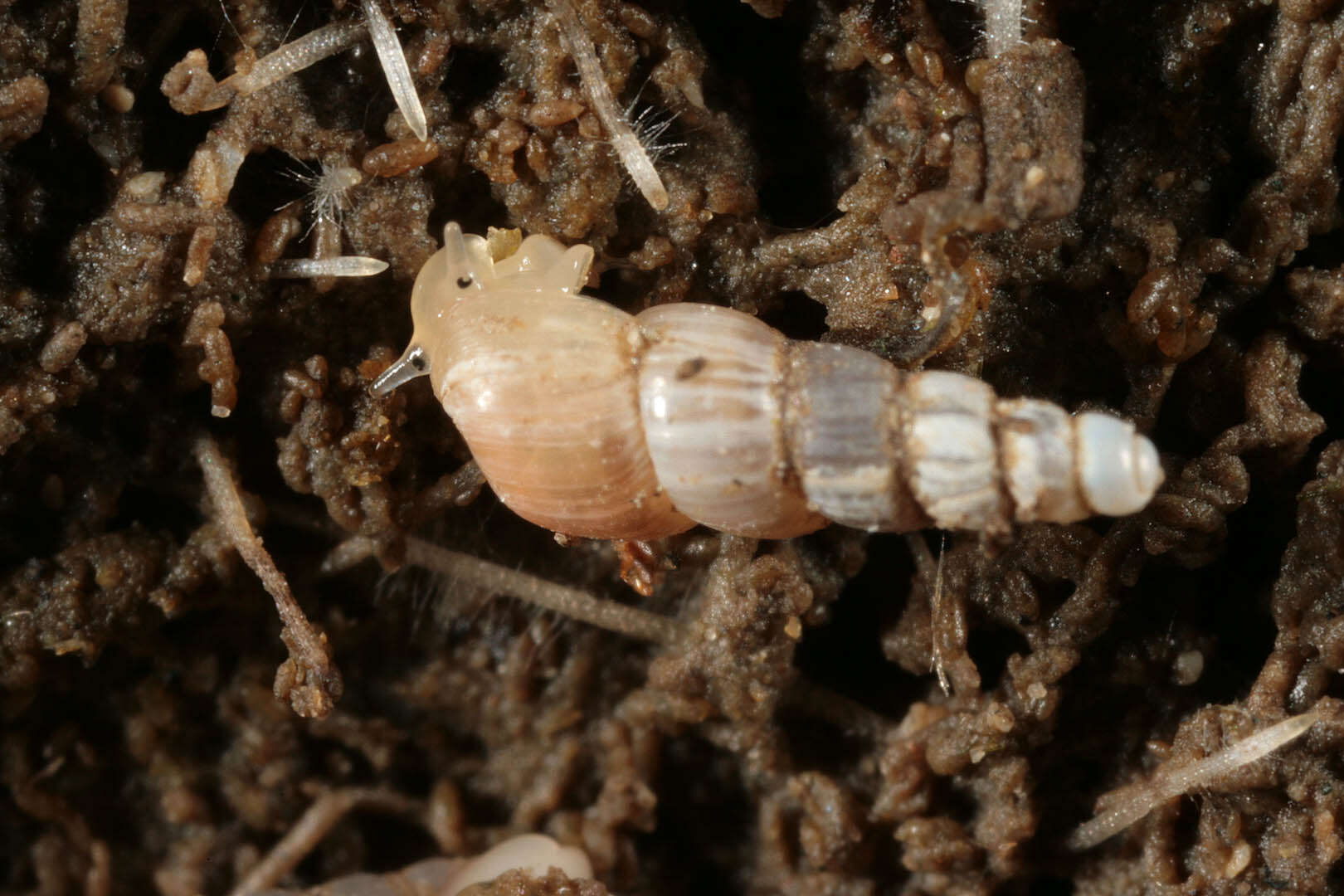 Plancia ëd Truncatella subcylindrica (Linnaeus 1767)