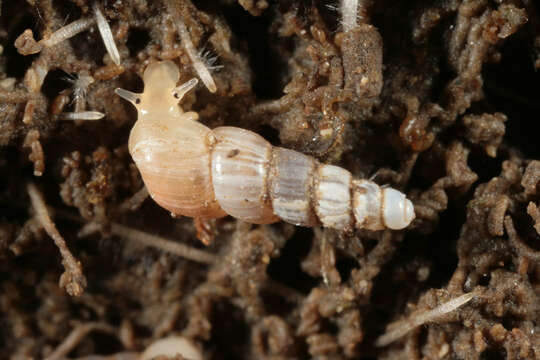 Image of Looping snail