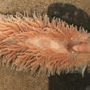 Image of Aeolidia filomenae Kienberger, Carmona, Pola, Padula, Gosliner & Cervera 2016