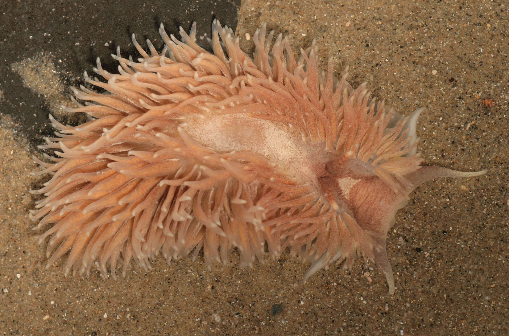 Plancia ëd Aeolidia filomenae Kienberger, Carmona, Pola, Padula, Gosliner & Cervera 2016