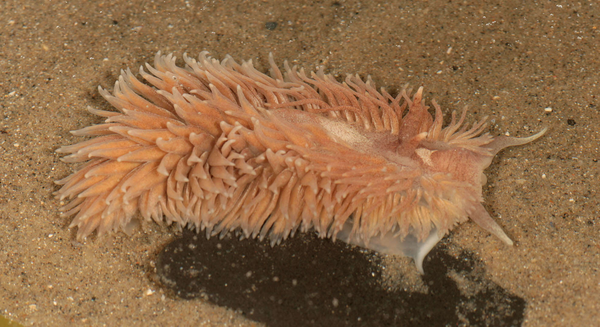 Plancia ëd Aeolidia filomenae Kienberger, Carmona, Pola, Padula, Gosliner & Cervera 2016