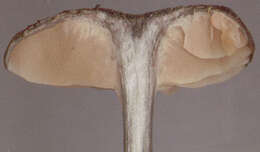 Image of Entoloma chalybeum (Pers.) Noordel. 1982