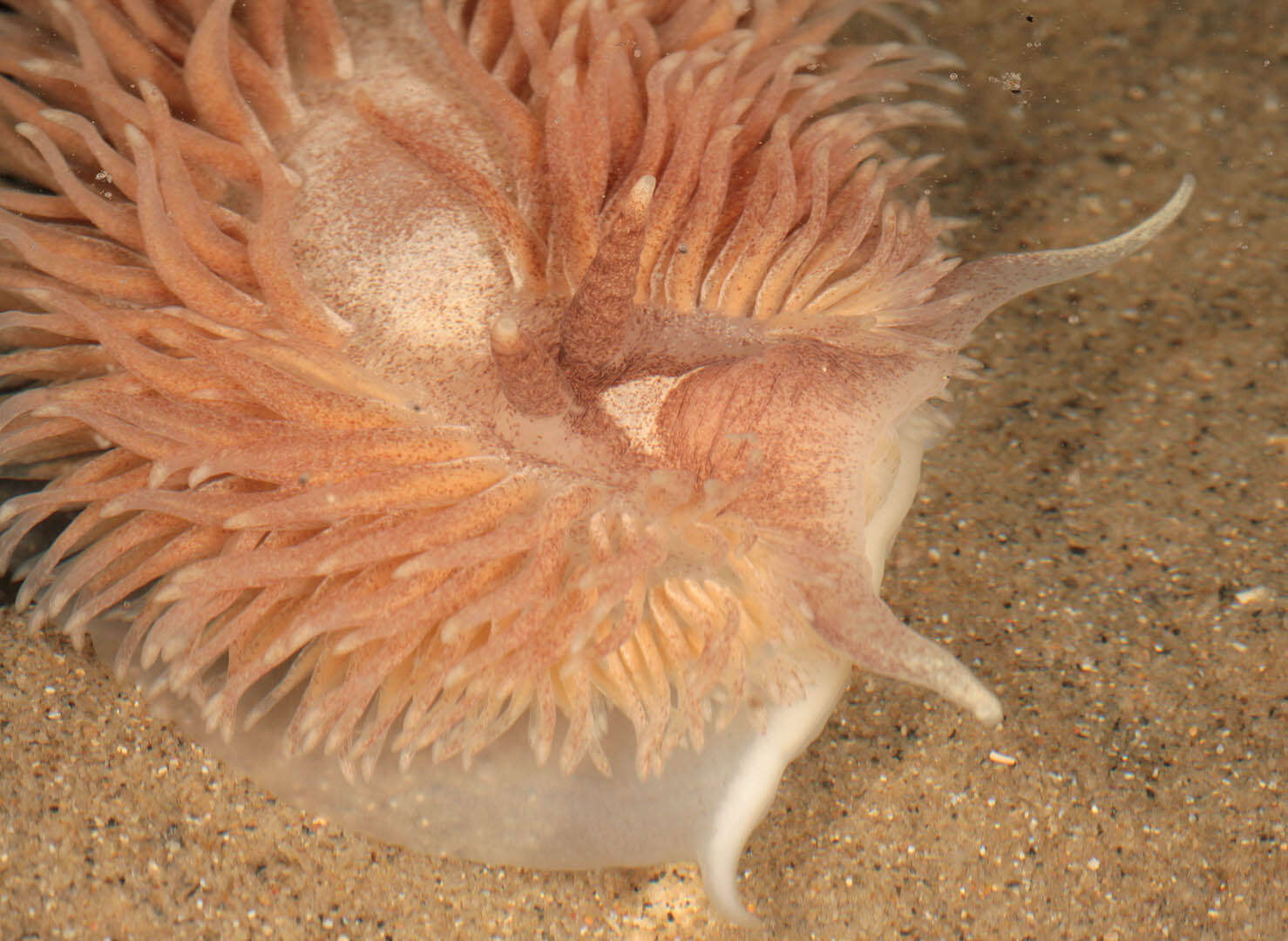 Plancia ëd Aeolidia filomenae Kienberger, Carmona, Pola, Padula, Gosliner & Cervera 2016