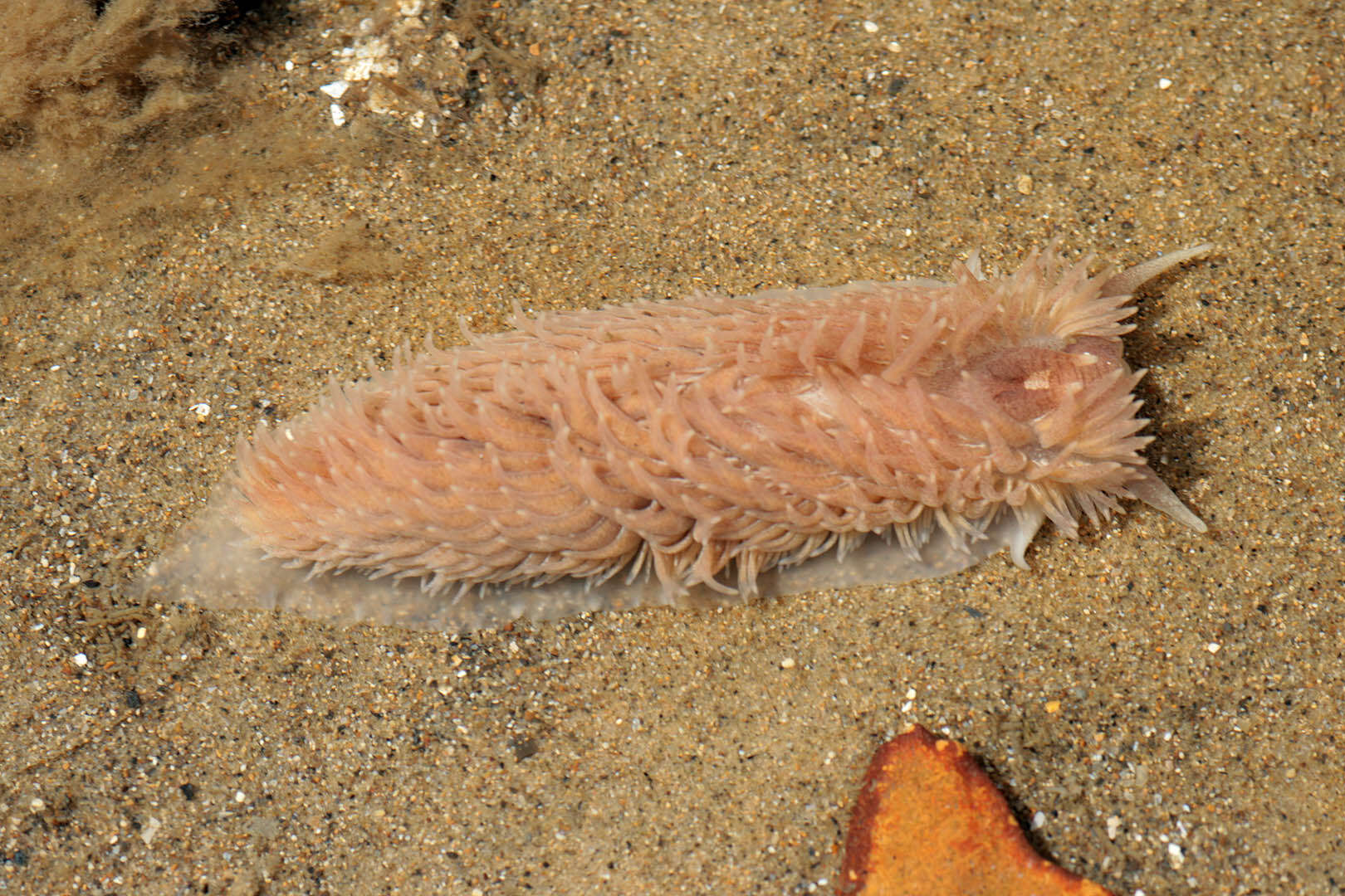 Image de Aeolidia filomenae Kienberger, Carmona, Pola, Padula, Gosliner & Cervera 2016