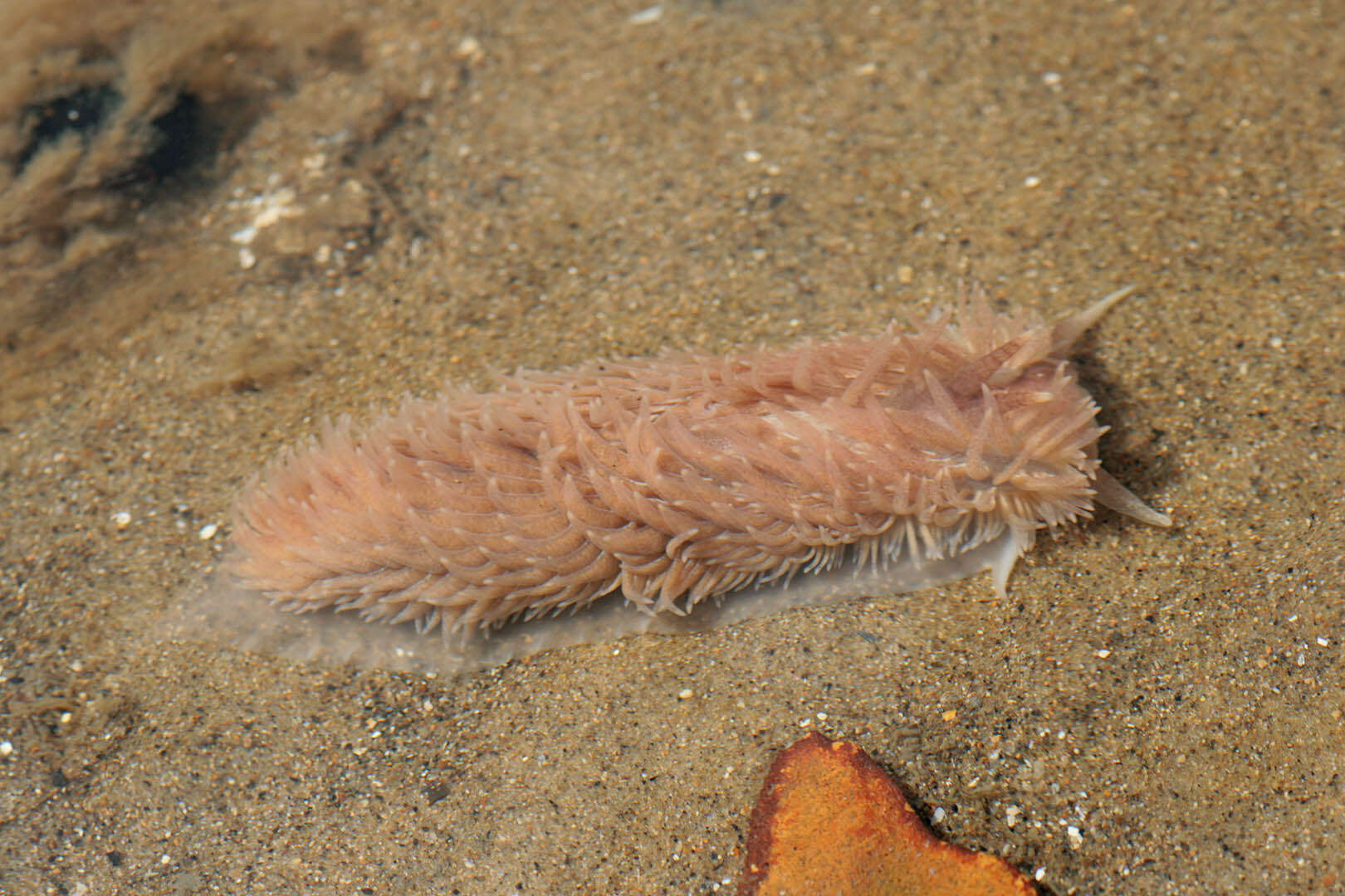 Image de Aeolidia filomenae Kienberger, Carmona, Pola, Padula, Gosliner & Cervera 2016