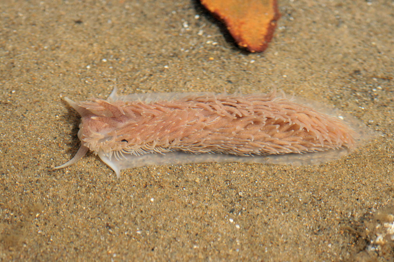 Image de Aeolidia filomenae Kienberger, Carmona, Pola, Padula, Gosliner & Cervera 2016