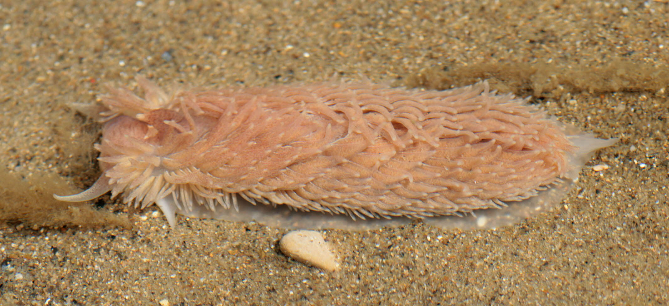 Image de Aeolidia filomenae Kienberger, Carmona, Pola, Padula, Gosliner & Cervera 2016