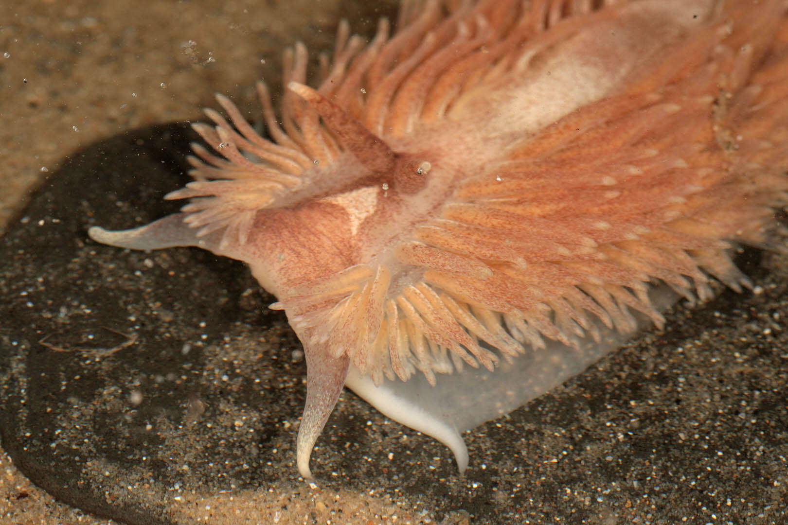 Image de Aeolidia filomenae Kienberger, Carmona, Pola, Padula, Gosliner & Cervera 2016