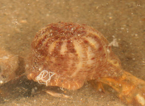 Image of parasitic anemone