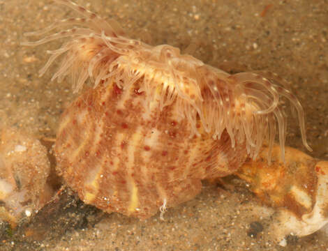 Image of parasitic anemone