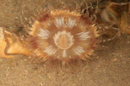 Image of parasitic anemone