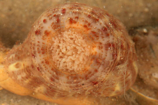 Image of parasitic anemone