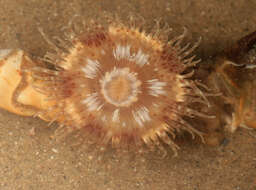 Image of parasitic anemone