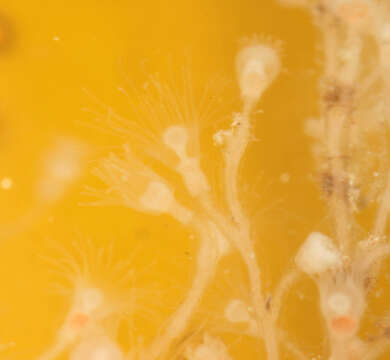 Image of bell hydroid