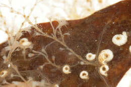 Image of bell hydroid
