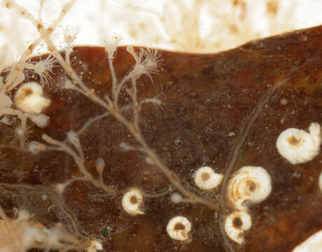 Image of bell hydroid