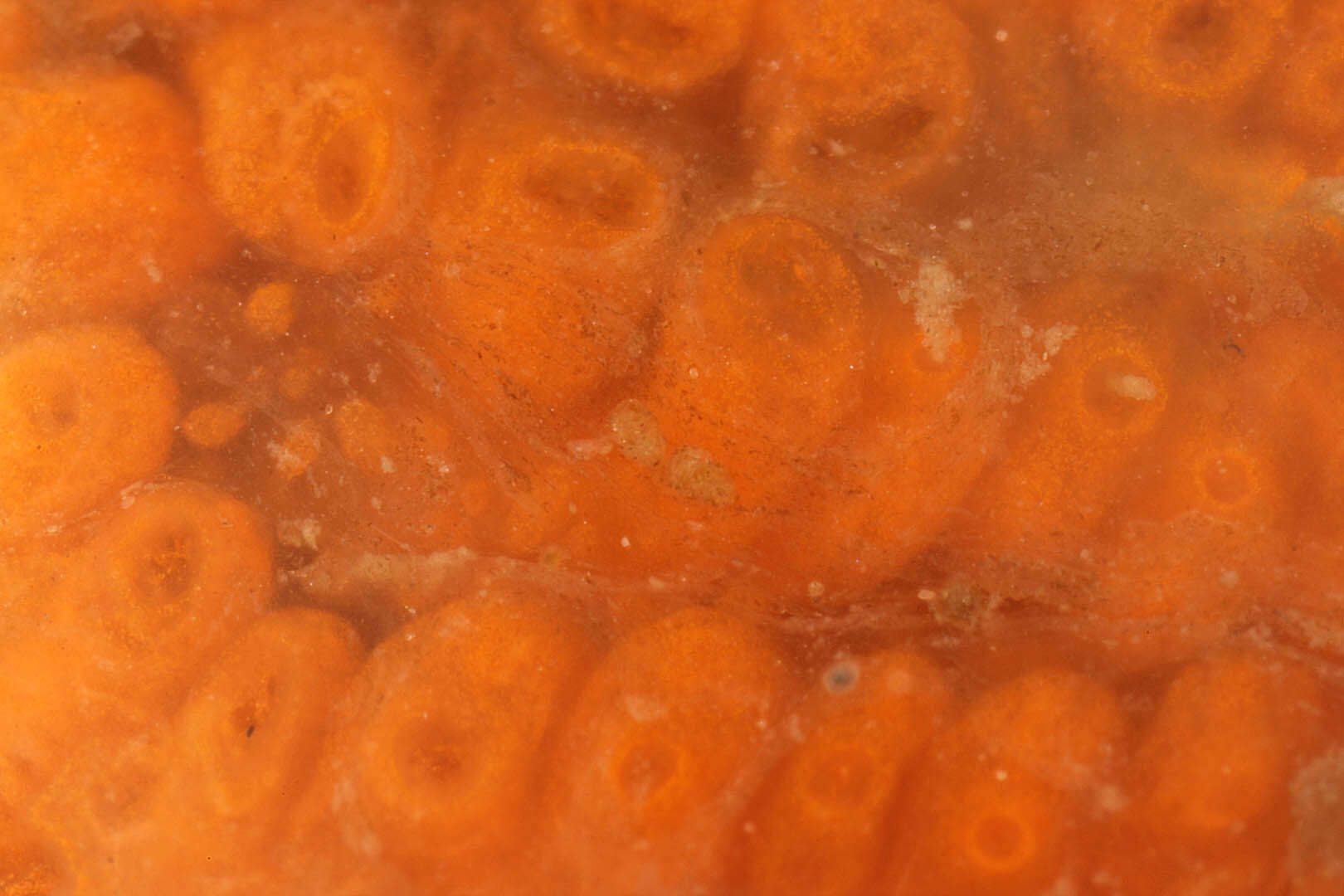 Image of Colonial tunicate