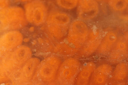 Image of Colonial tunicate