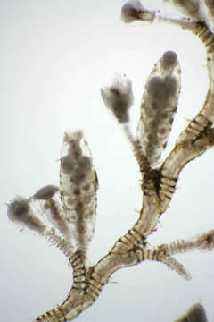 Image of bell hydroid