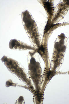 Image of bell hydroid