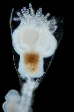 Image of bell hydroid