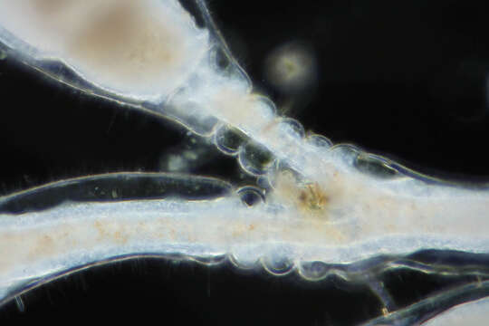 Image of bell hydroid