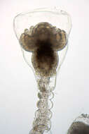 Image of bushy wineglass hydroids