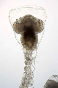 Image of bell hydroid