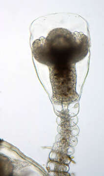 Image of bell hydroid