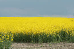 Brassica napus subsp. napus resmi