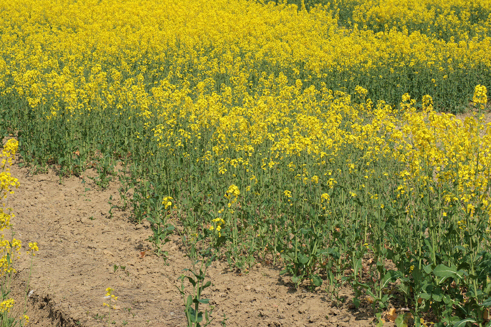 Brassica napus subsp. napus resmi