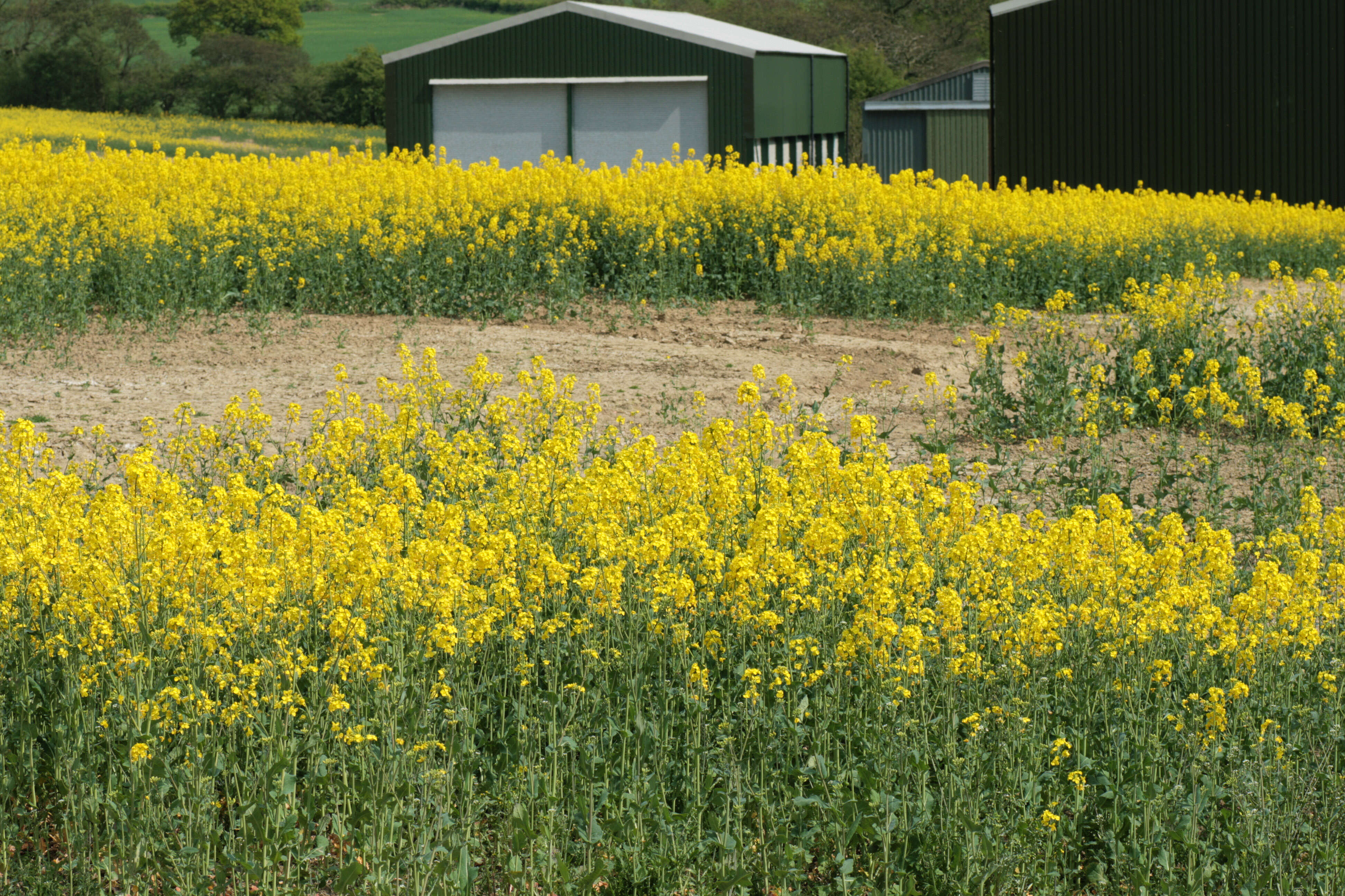 Brassica napus subsp. napus resmi