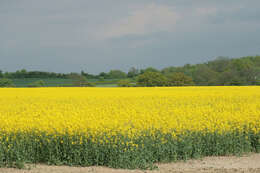 Brassica napus subsp. napus resmi