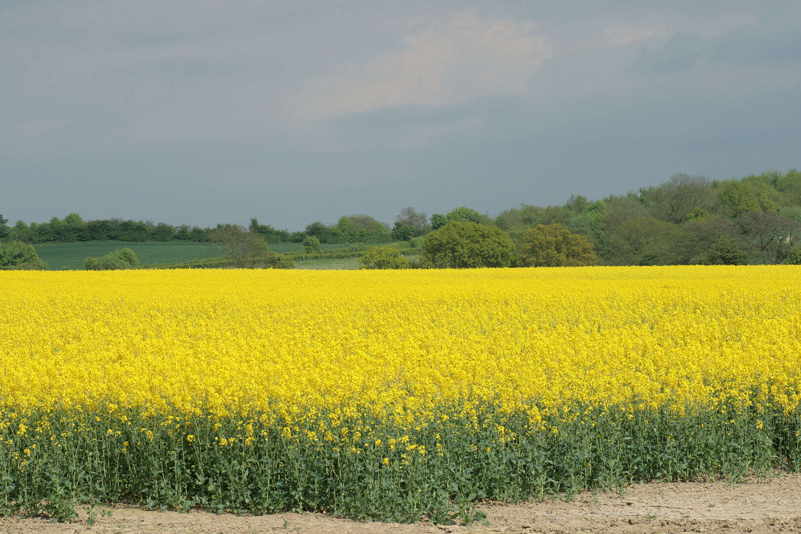 Brassica napus subsp. napus resmi