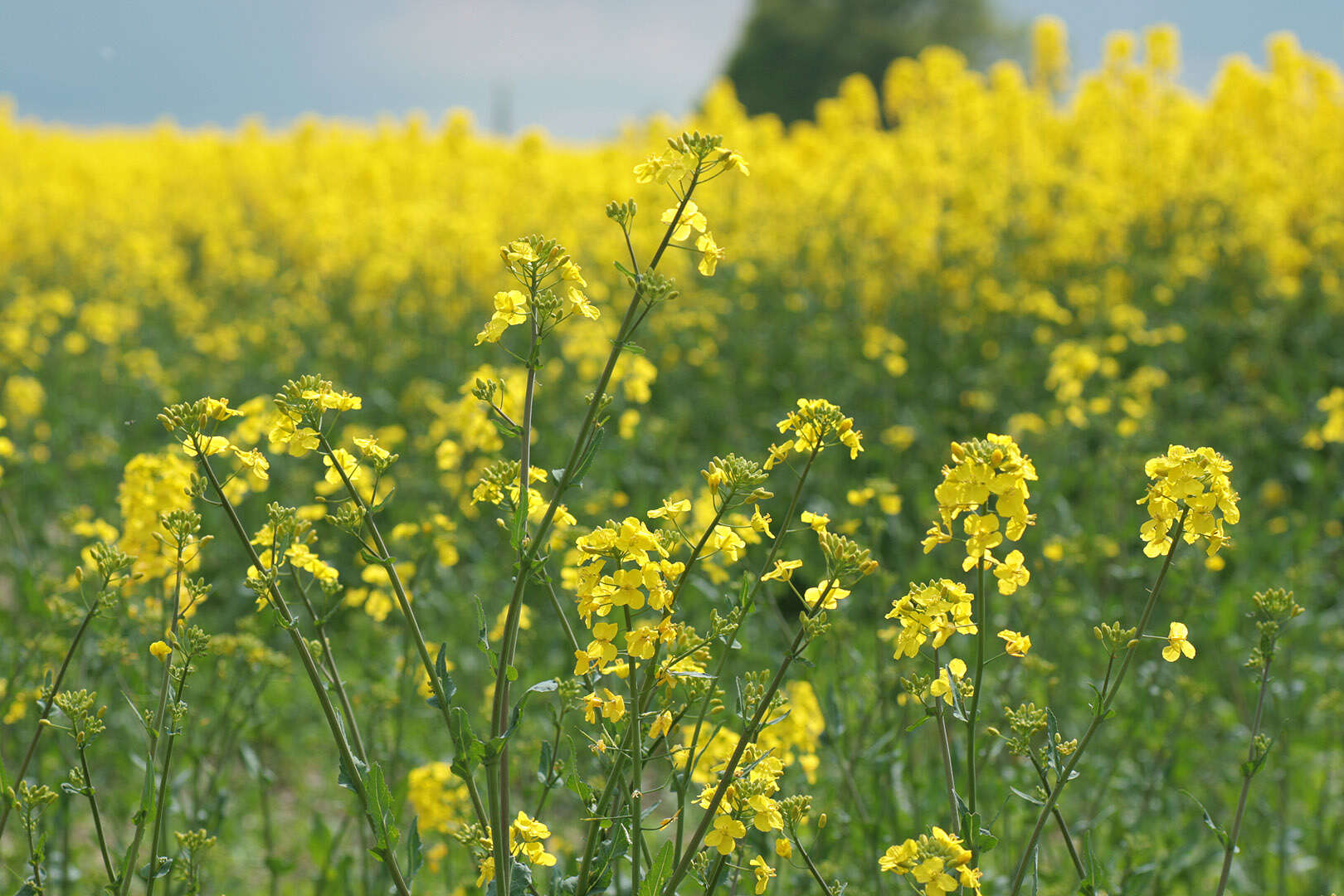 Brassica napus subsp. napus resmi