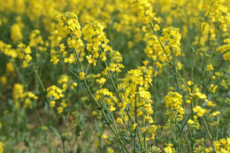 Brassica napus subsp. napus resmi