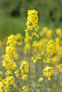 Brassica napus subsp. napus resmi