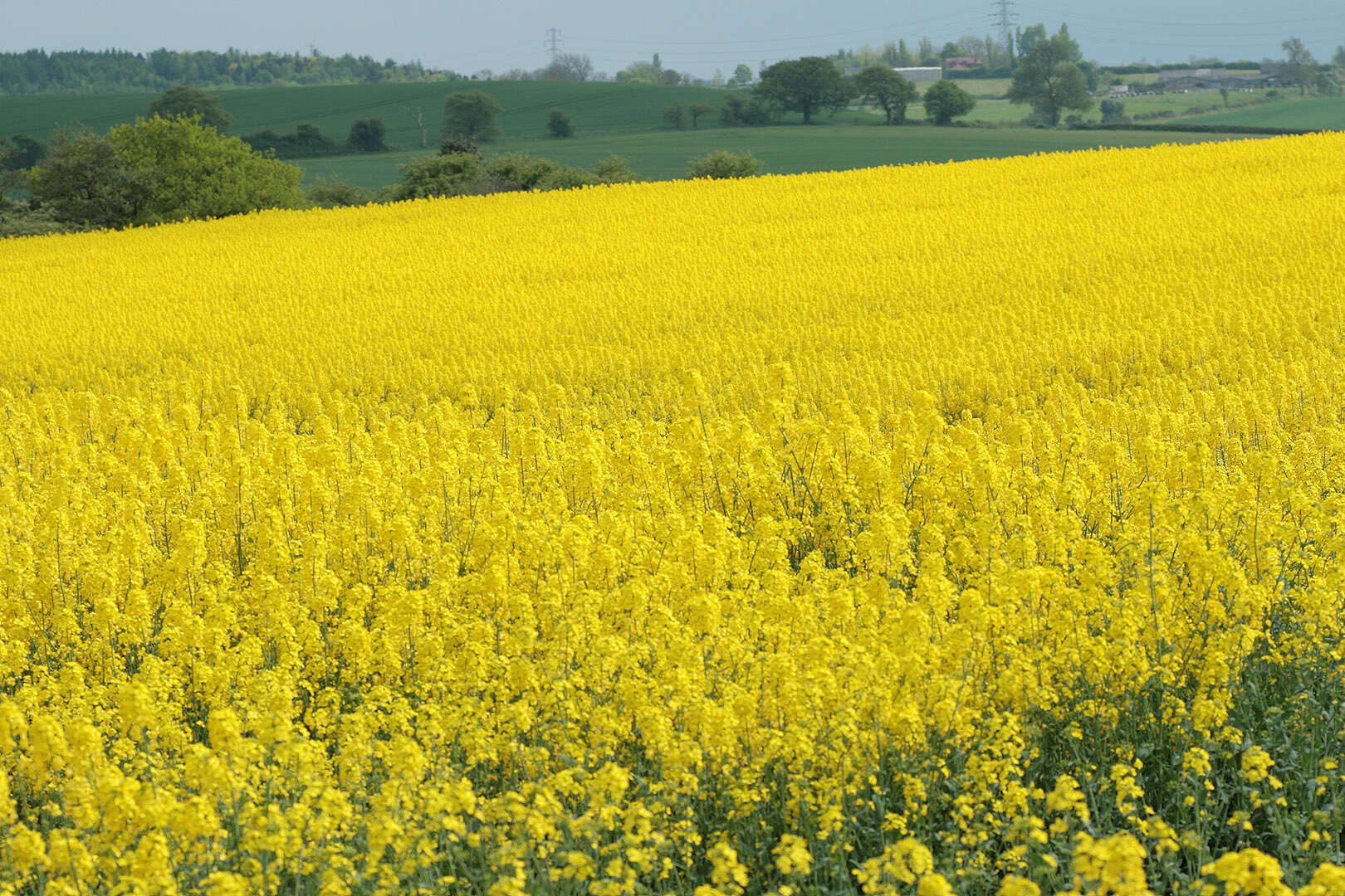 Brassica napus subsp. napus resmi