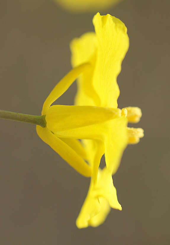 Brassica napus subsp. napus resmi