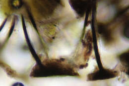 Image of Dennisiella babingtonii (Berk.) Bat. & Cif. 1962