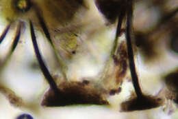 Plancia ëd Dennisiella babingtonii (Berk.) Bat. & Cif. 1962