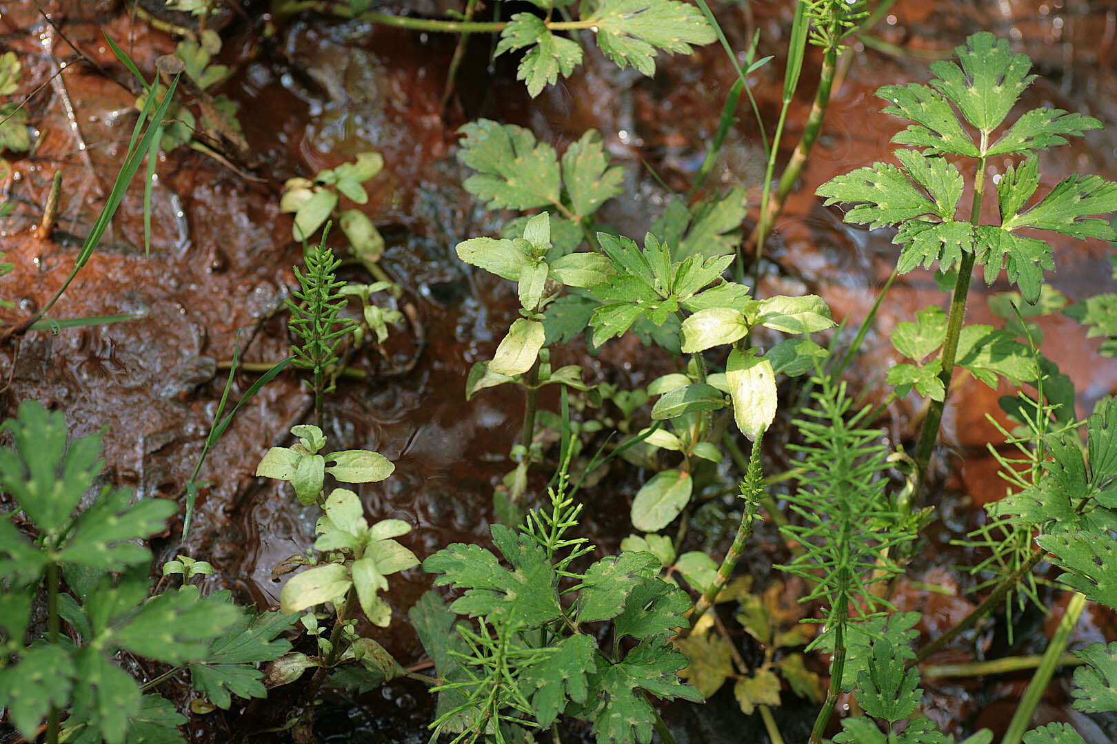 Imagem de Peronospora grisea