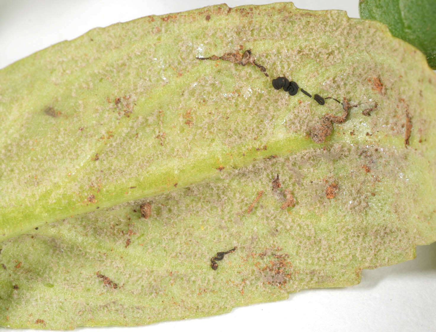 Image of Peronospora grisea