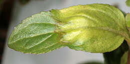 Image of Peronospora grisea